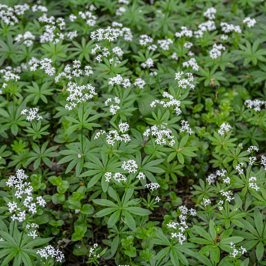 Waldmeister (x3) - Bakker