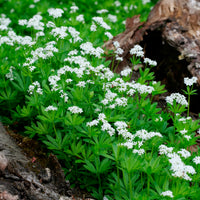 Bodendecker - Waldmeister - Galium odoratum
