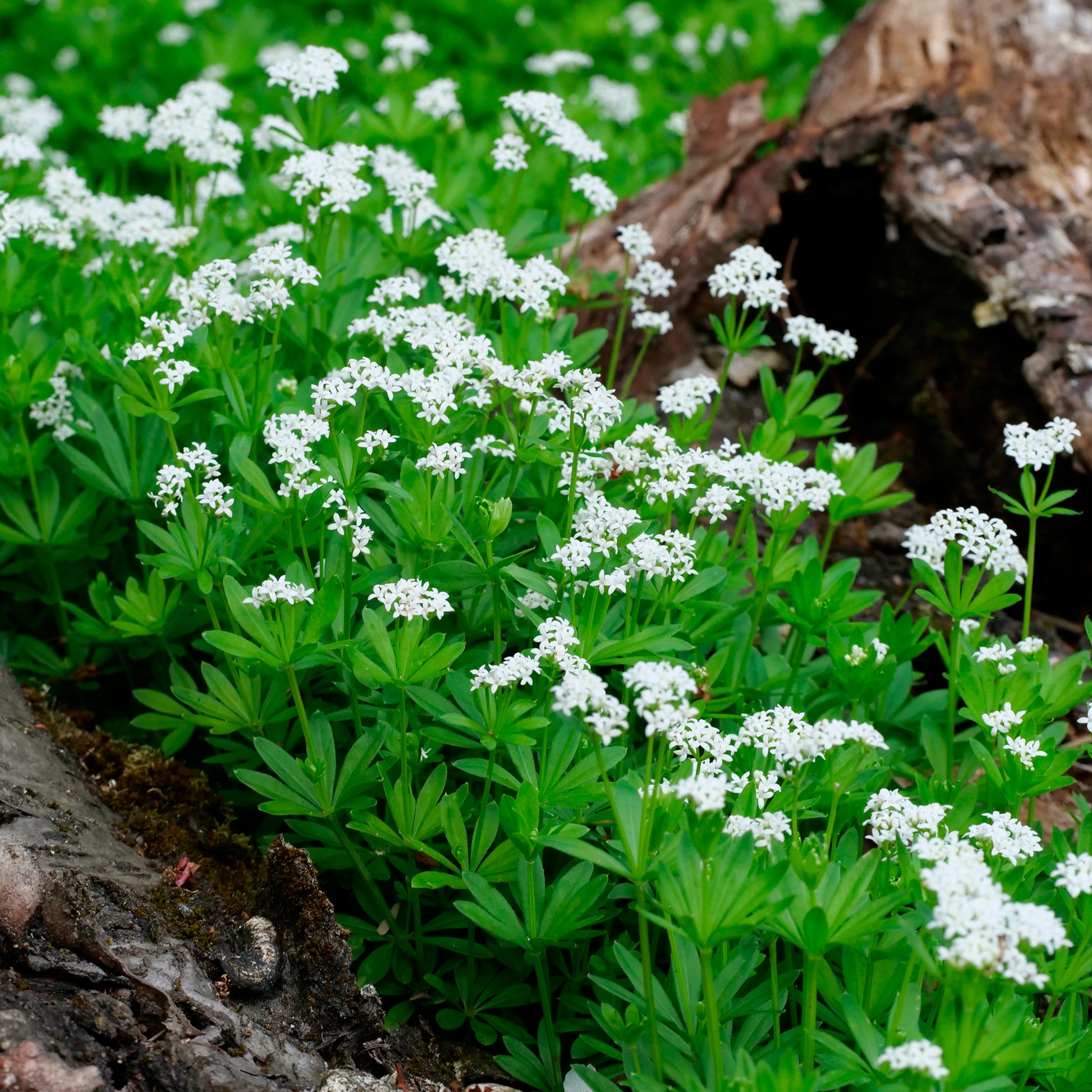 Bodendecker - Waldmeister - Galium odoratum