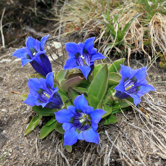 Kiesel-Glocken-Enzian - Bakker