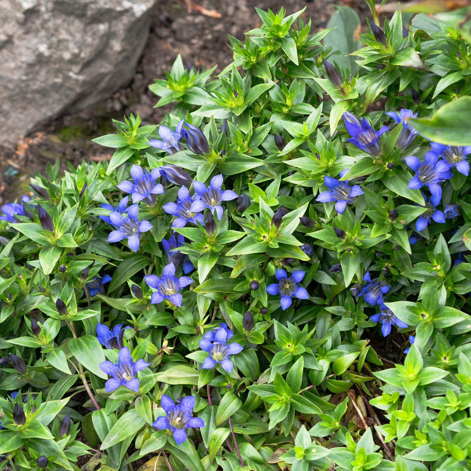 Blühende Stauden - Herbst-Enzian - Gentiana septemfida