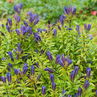 Gentiana septemfida - Herbst-Enzian - Blühende Stauden