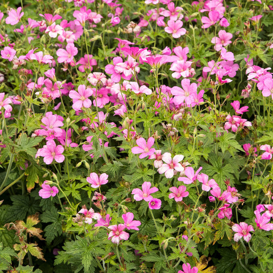 Endress' mehrjährige Geranie - Bakker