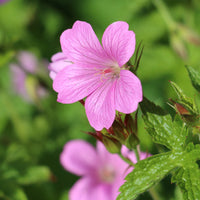 Geranium endressii - Endress' mehrjährige Geranie - Blühende Stauden