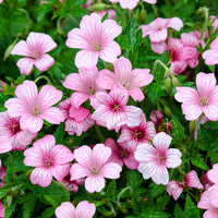 Blühende Stauden - Endress' mehrjährige Geranie - Geranium endressii