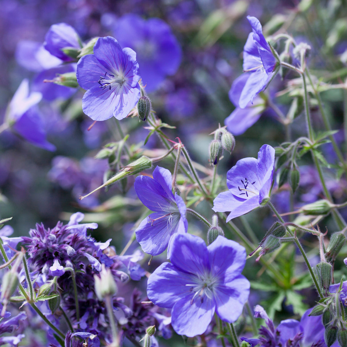 Geranium Brookside - Bakker