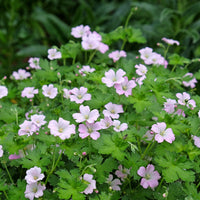 Geranien - Geranie Dreamland - Geranium bremdream dreamland
