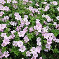 Geranie Dreamland - Geranium bremdream dreamland - Bakker