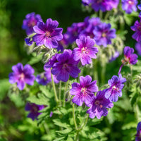Geranium ibericum - Iberische Geranie - Geranien