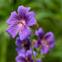 Iberische Geranie - Geranium ibericum - Bakker