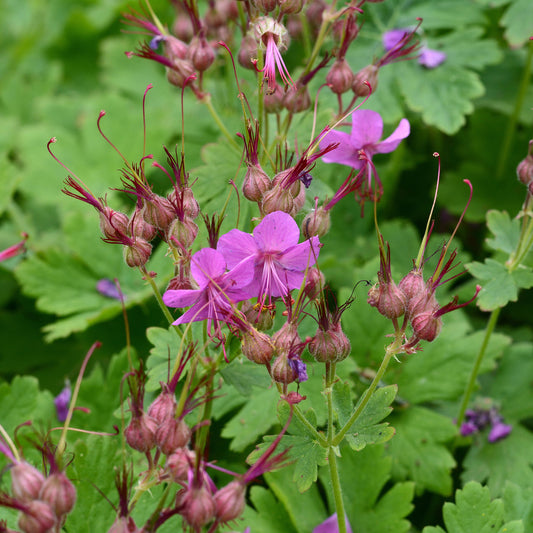 Balkan-Storchschnabel Czakor - Bakker