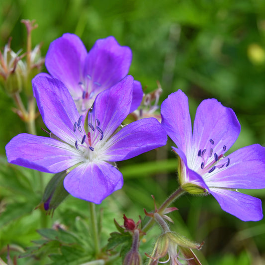 Wiesen-Storchschnabel - Bakker