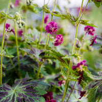 Geranium phaeum samobor - Brauner Storchschnabel Samobor - Geranien