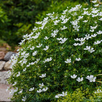 Geranium sanguineum Album - Blutroter Storchschnabel 'Album' - Geranien