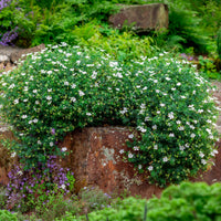 Blutroter Storchschnabel 'Album' - Geranium sanguineum Album - Bakker