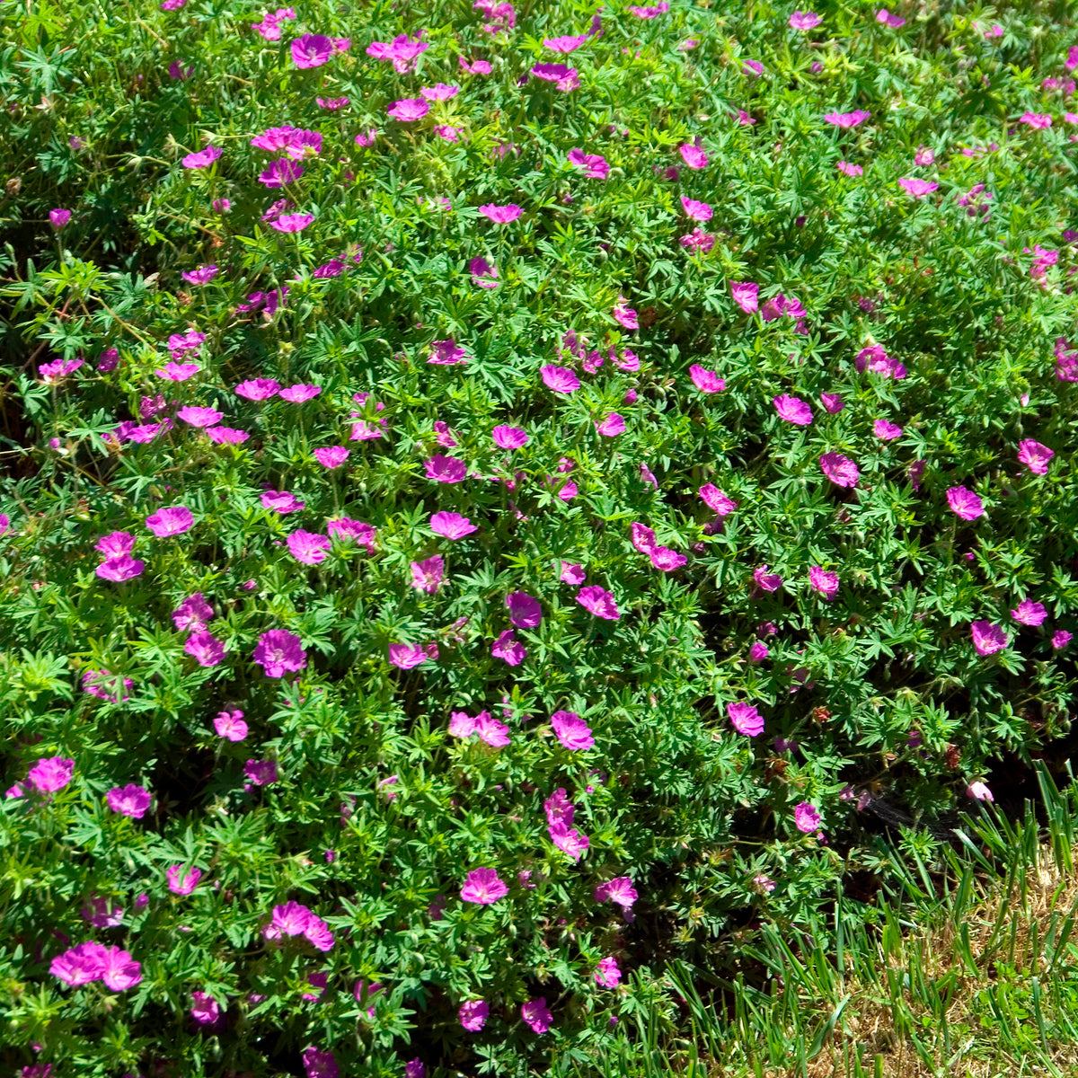 Blut-Storchschnabel Compactum - Geranium sanguineum compactum - Bakker