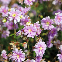 Storchschnabel Summer Skies - Bakker