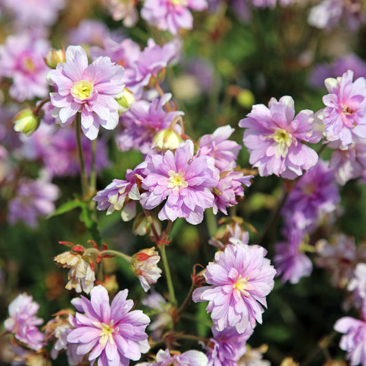 Storchschnabel Summer Skies - Bakker