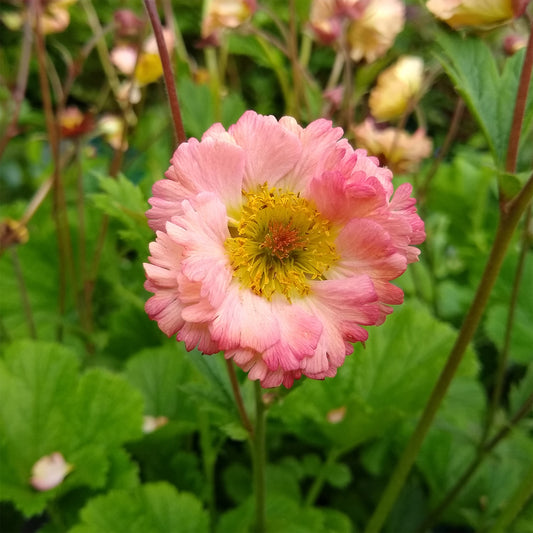 Bach-Bingelkraut Mai Tai - Bakker