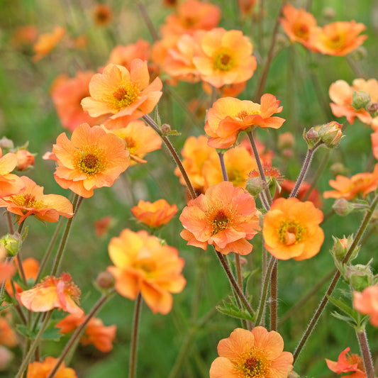 Benoîte Prinses Juliana - Bakker
