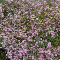 Verkauf Kriechendes Gypsophila Rosea (x3) - Gypsophila repens Rosea