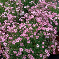Verkauf Kriechendes Gypsophila Rosea (x3)