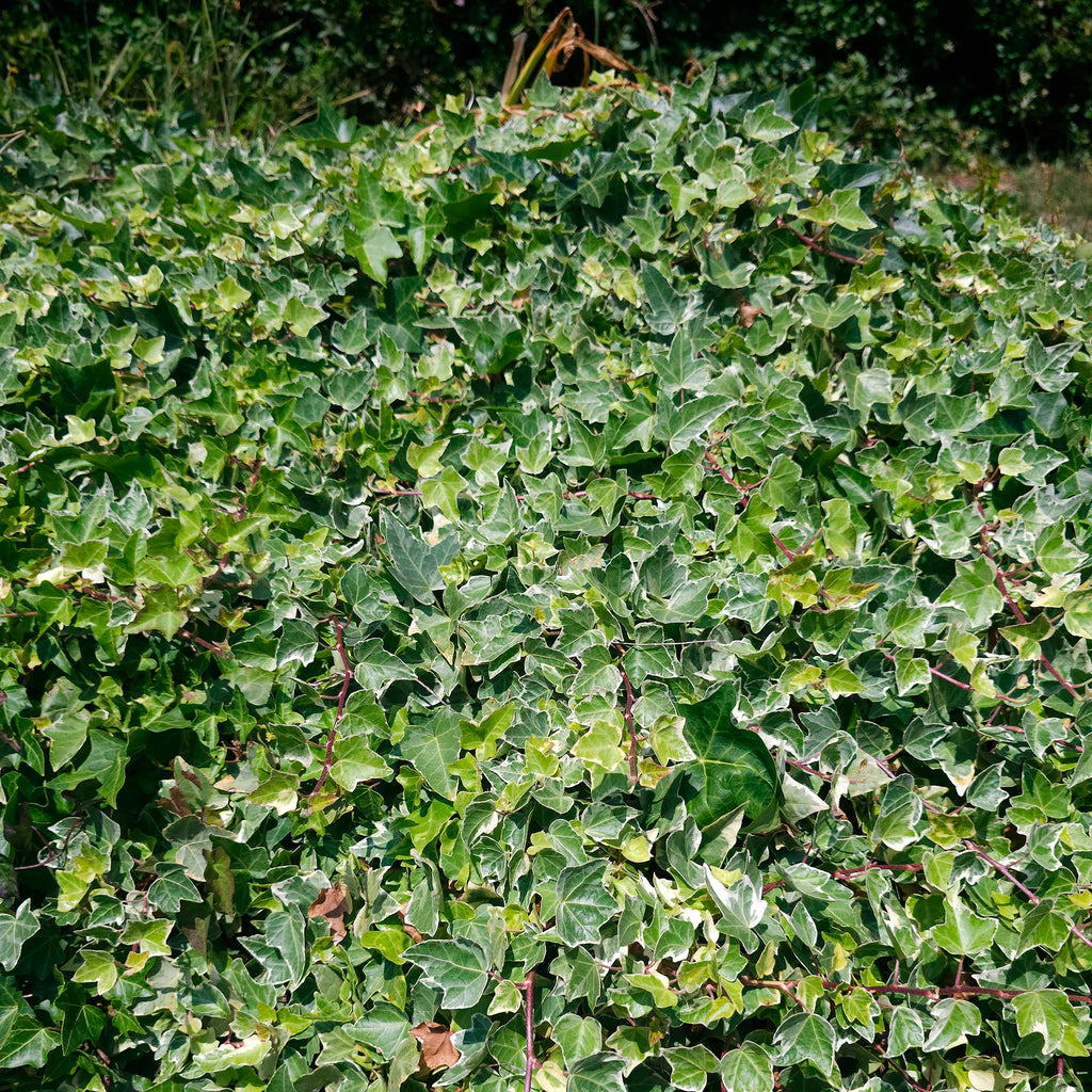 Weißgrüner Efeu 'Glacier' - Hedera helix Glacier