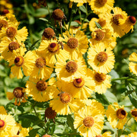 Herbst-Sonnenbraut Pumilum Magnificum - Helenium autumnale Pumilum Magnificum - Bakker