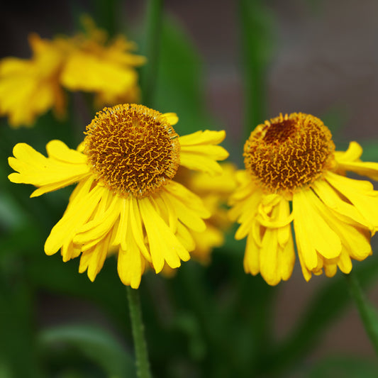 Herbst-Sonnenbraut Pumilum Magnificum - Bakker