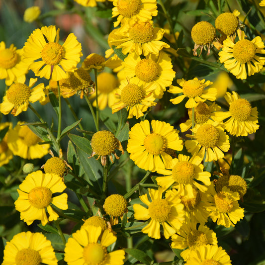 Sonnenbraut Kanaria - Bakker