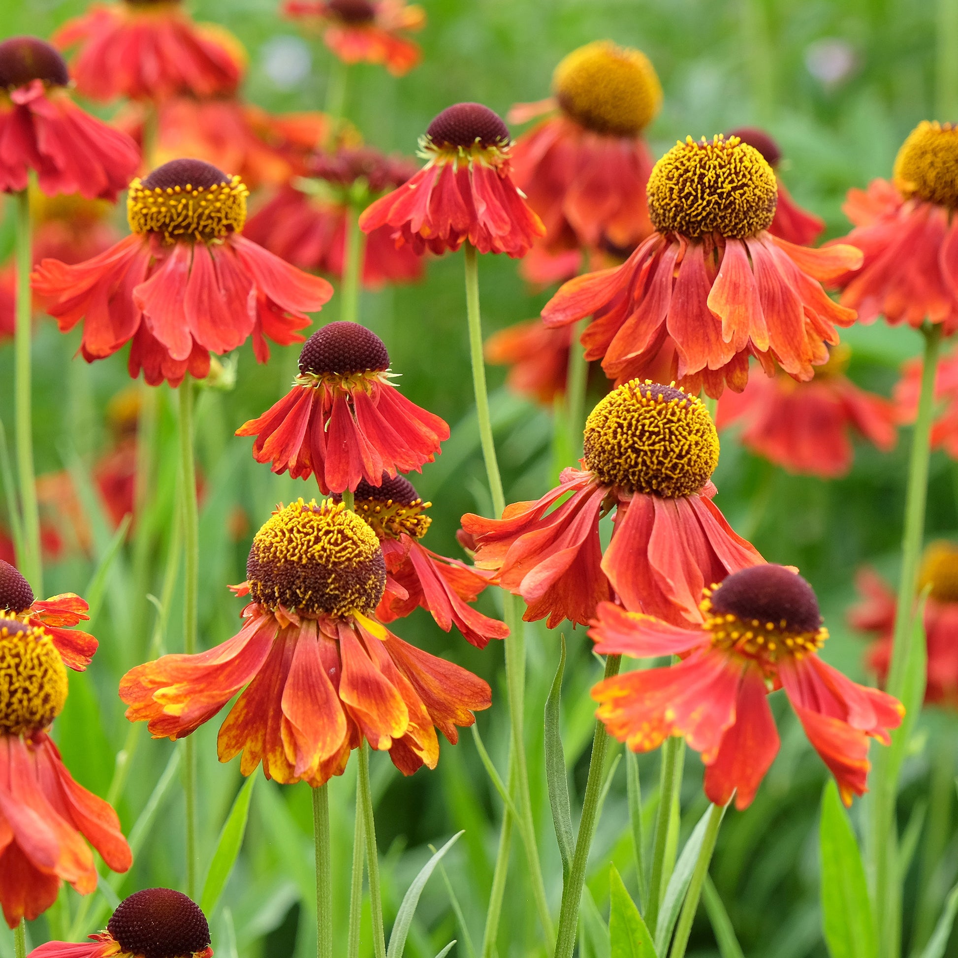 Helenie Moerheim Beauty - Helenium Moerheim Beauty - Bakker
