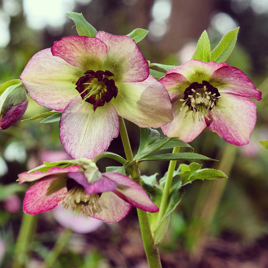 Helleborus Picotee