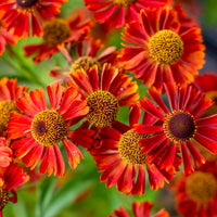 Sonnenbraut ‘Rubinzwerg’ - Helenium rubinzwerg - Bakker