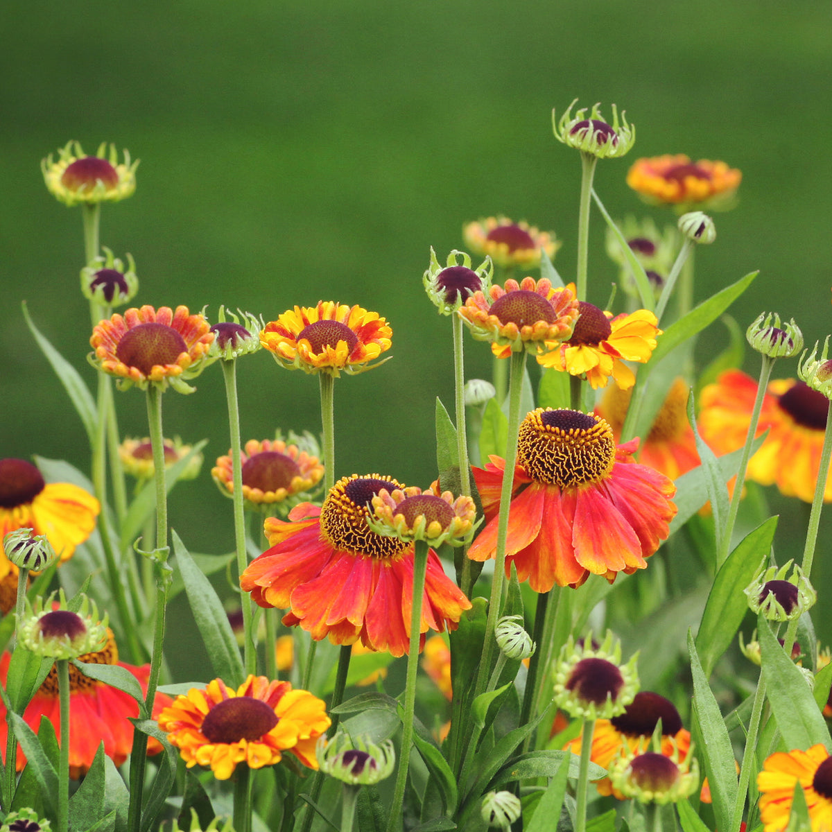 Sonnenbraut Sahins Early Flowerer ® - Helenium Sahin's Early Flowered - Bakker