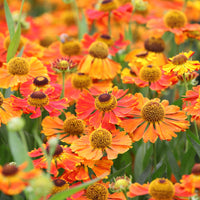 Sonnenbraut 'Waltraut' - Helenium waltraut - Bakker