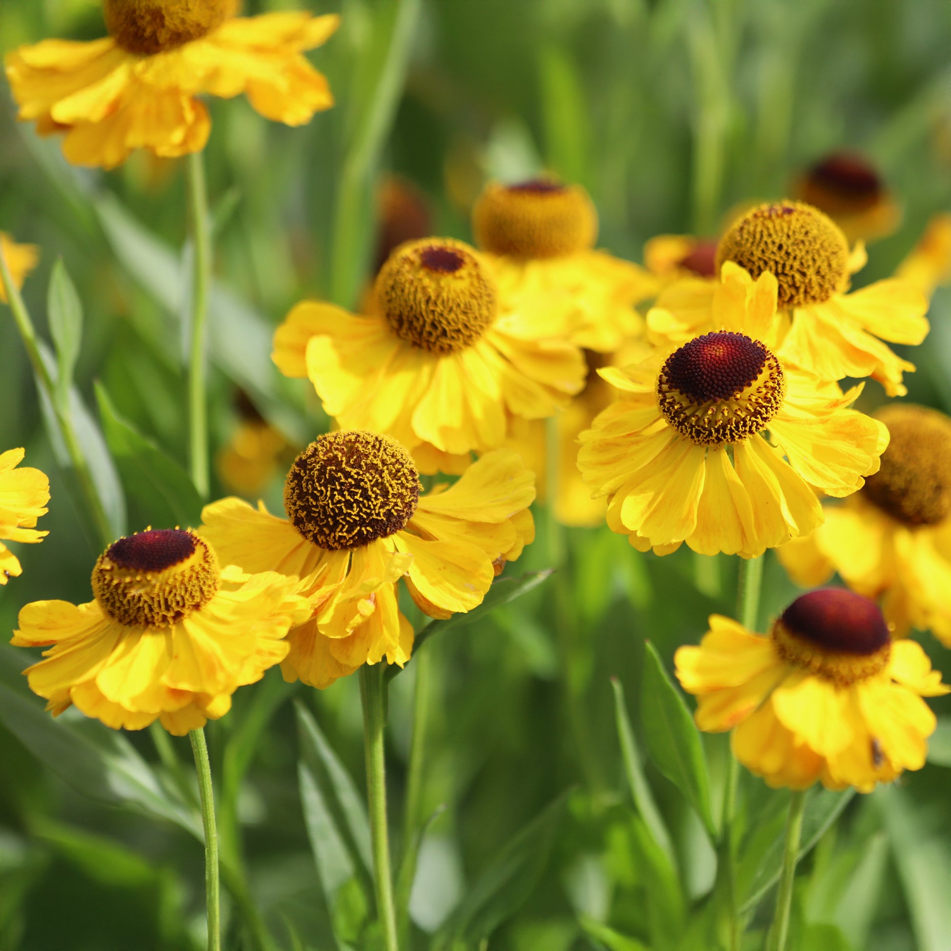 Sonnenbraut Wyndley - Helenium wyndley - Bakker