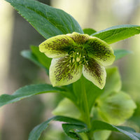 Christrose - Helleborus - Orientalische Helleborus grün-gesprenkelt - Helleborus orientalis Green Spotted