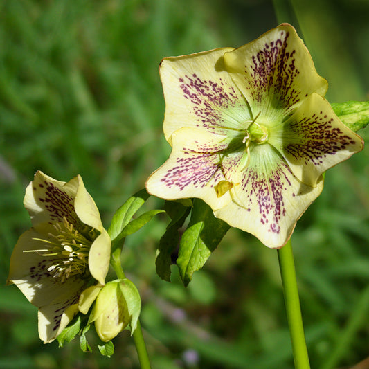 Orientalische Helleborus grün-gesprenkelt - Bakker