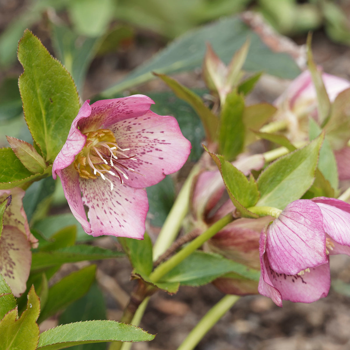 Orientalische Nieswurz Pink Lady - Bakker