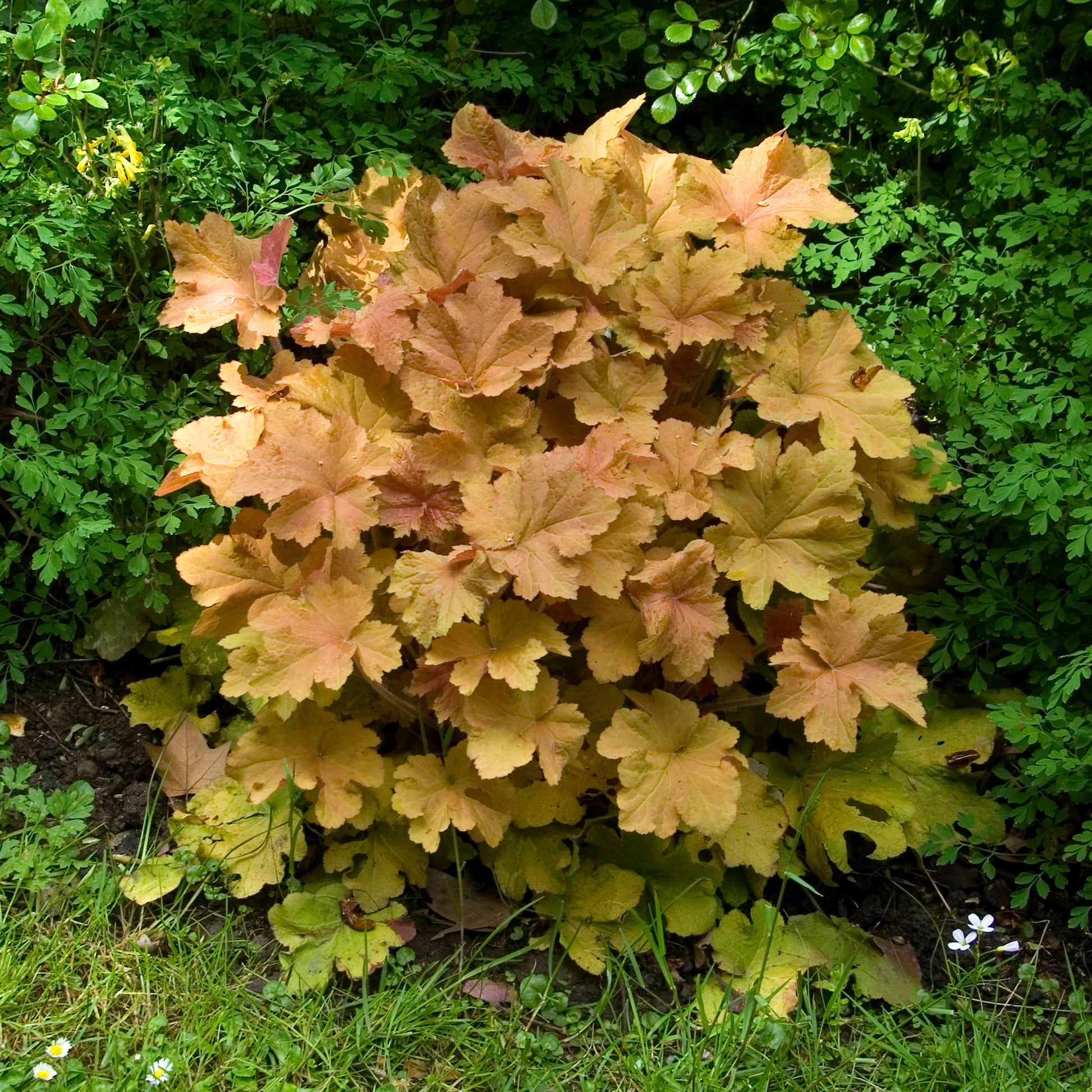 Heuchera caramel - Heuchera Karamell - Heuchera - Purpurglöckchen
