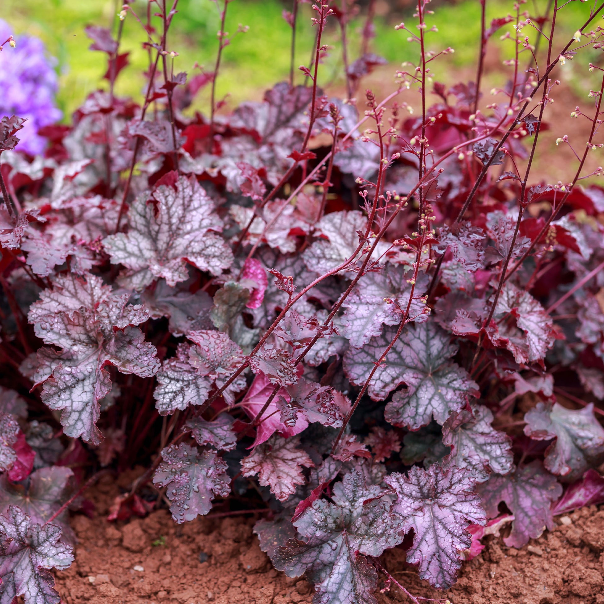 Heuchera Forever Purple - Heuchera Forever Purple - Bakker
