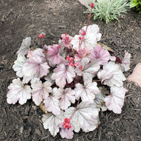 Purpurglöckchen 'Silver Gumdrop' - Bakker