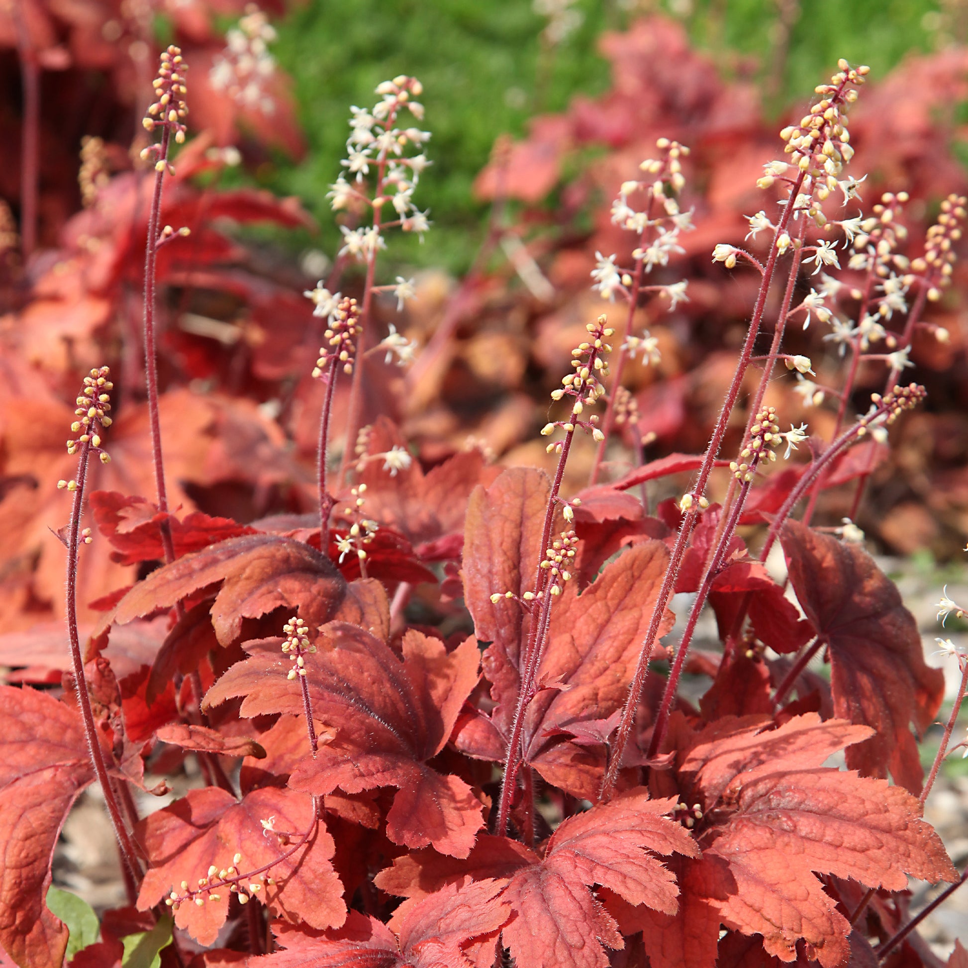 Purpurglöckchen 'Marmalade' - Heuchera marmalade - Bakker