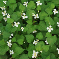 Molchschwanz - Houttuynia cordata - Bakker