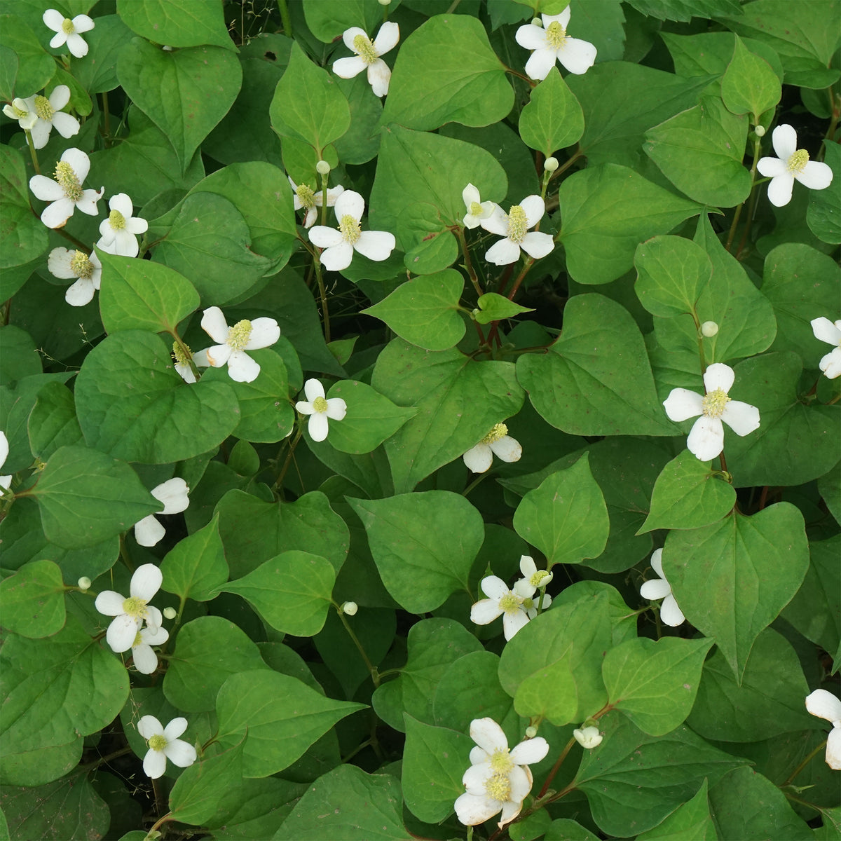 Chinesischer Eidechsenschwanz - Houttuynia cordata - Bakker