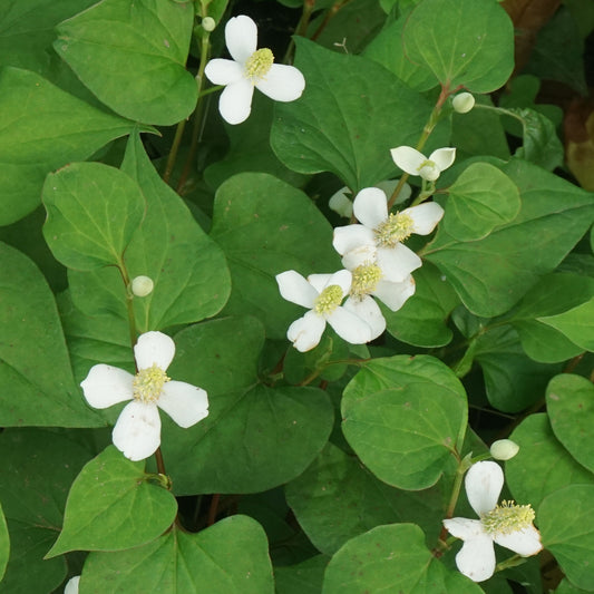 Molchschwanz - Bakker