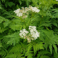 Moschus-Kerbel - Myrrhis odorata - Bakker