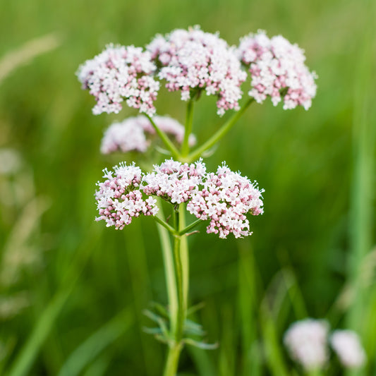 Baldrian officinale (x3) - Bakker