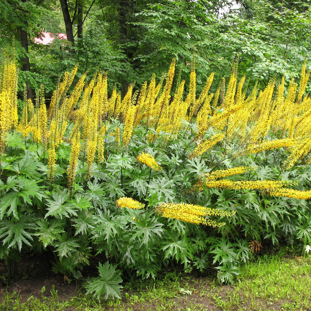 Przewalskis Kerzen-Goldkolben - Ligularia przewalskii - Bakker