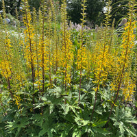 Przewalskis Kerzen-Goldkolben - Bakker